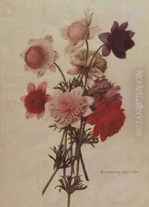 Anemone Coronaria by Nicolas Robert