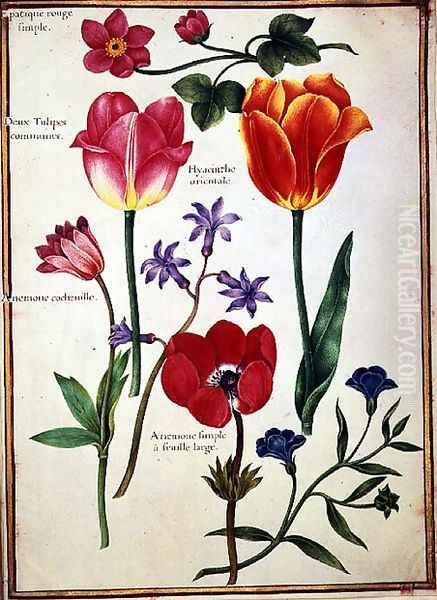 Flower Studies 8 - view 1
