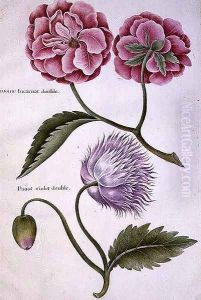 Peony and Double Poppy by Nicolas Robert