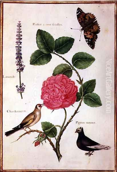 Centifolia Rose, Lavender, Tortoiseshell Butterfly, Goldfinch and Crested Pigeon - view 1