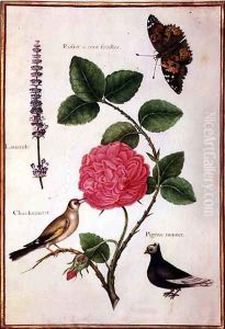 Centifolia Rose, Lavender, Tortoiseshell Butterfly, Goldfinch and Crested Pigeon by Nicolas Robert