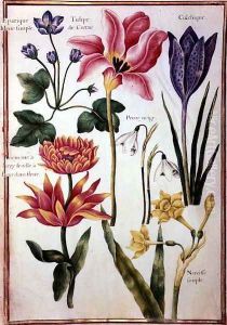 Flower Studies by Nicolas Robert