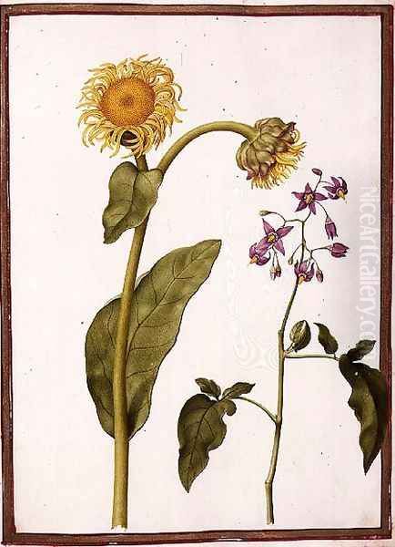 Inula Helenium Decampanr and Solanum dulcamara - view 1