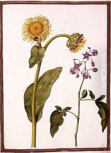 Inula Helenium Decampanr and Solanum dulcamara by Nicolas Robert