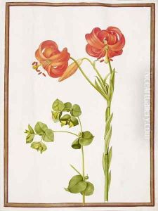 Spurge and Lilium Chalcedonicum by Nicolas Robert