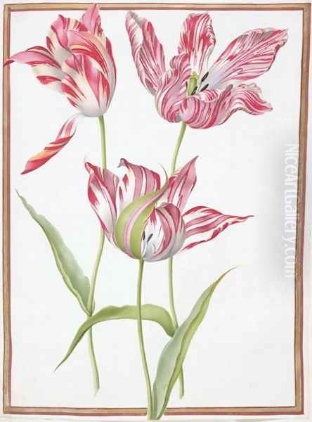 Three Broken Tulips - view 1