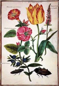 Flower Studies 2 by Nicolas Robert