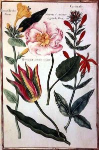 Flower Studies 6 by Nicolas Robert
