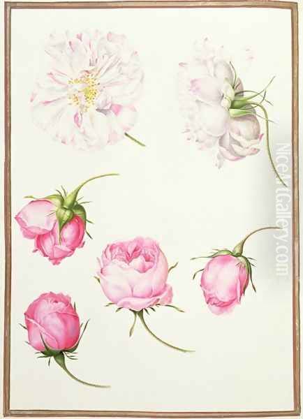 Six Heads of Old Fashioned Roses - view 1