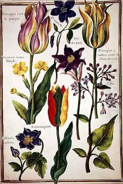 Flower Studies 7 - view 1