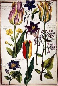 Flower Studies 7 by Nicolas Robert