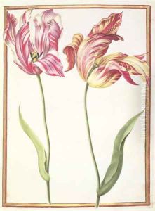 Two Broken Tulips by Nicolas Robert