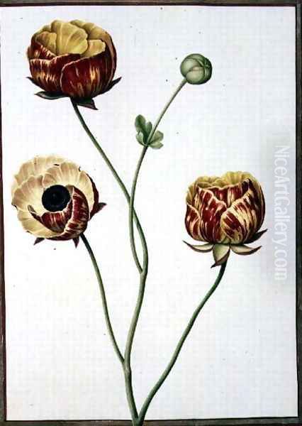 Ranunculus Asiaticus - view 1