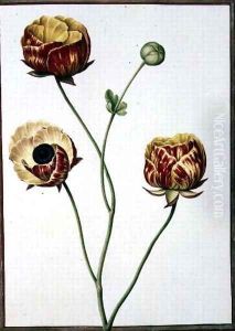Ranunculus Asiaticus by Nicolas Robert