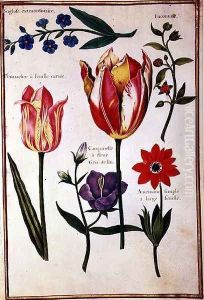 Flower Studies 5 by Nicolas Robert