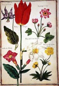 Flower Studies 4 by Nicolas Robert