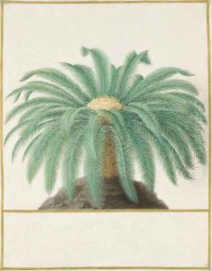 Study of a palm tree by Nicolas Robert