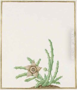 A stapelia variegata by Nicolas Robert