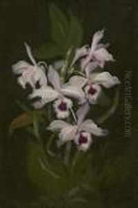 Irises