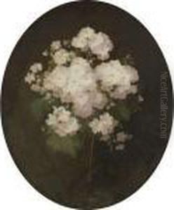 Primulas by James Stuart Park