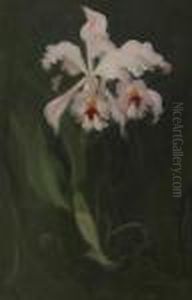 Pink Orchid