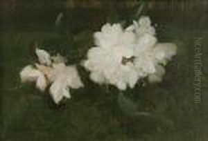 White Rhododendrons