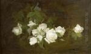 White Roses White Roses
