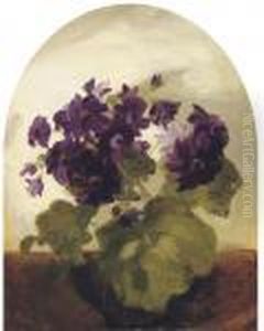 Cineraria by James Stuart Park