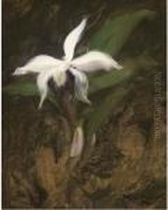 A White Lily by James Stuart Park