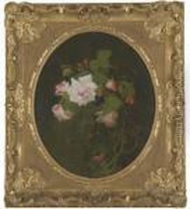 Pink Roses Pink Roses