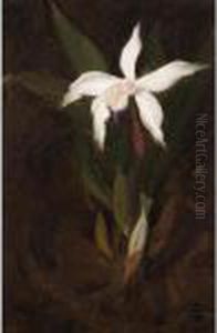 Still Life With An Orchid by James Stuart Park