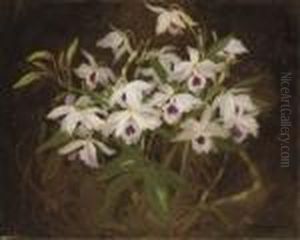 Dendrobium Orchids by James Stuart Park