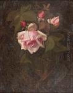 Pink Roses