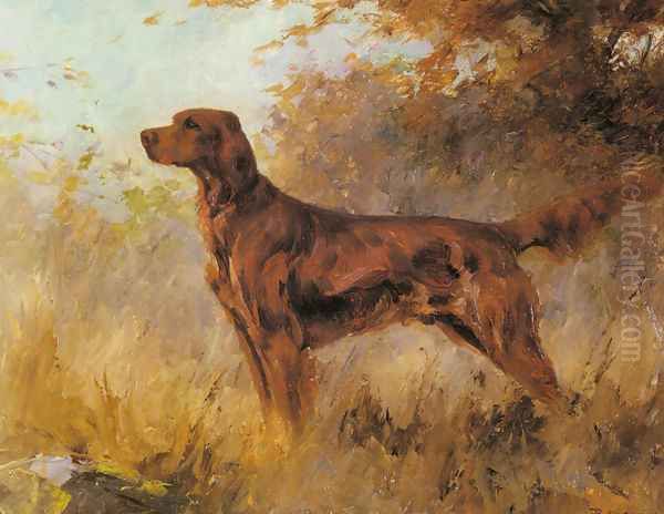 A Red Setter - view 1