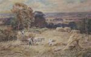 Harvest In A Cornfield