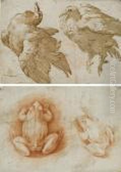 Two Studies Of A Dove (recto); Two Studies Of A Frog (verso) - view 1