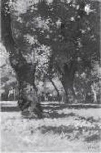 Allle Cascine Allle Cascine