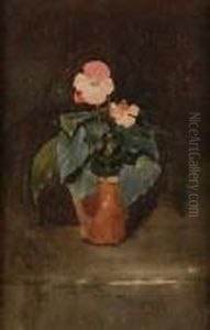 Tuberous Begonia