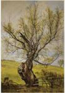 An Ancient Willow In The Grounds Of Hermitage Castle, Roxburghshire