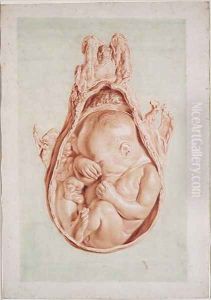 Ms Hunter 658 Plate XII Drawing for William Hunters 1718-83 Anatomy of the Human Gravid Uterus, 1774 by Jan van Rymsdyk