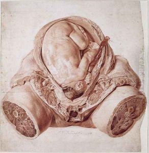 Ms Hunter 658 Plate VI Drawing from William Hunters 1718-83 Anatomy of the Human Gravid Uterus, 1774