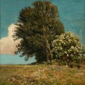 A Small Mound Withtrees On A Field A Small Mound Withtrees On A Field