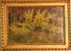 Paysage De Sous-bois