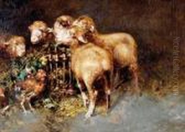 Pecore E Galline - view 1