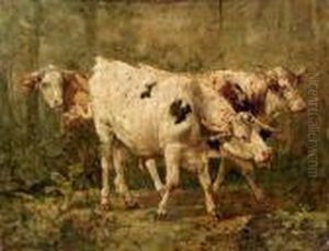 Mucche Al Pascolo