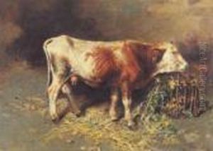 Mucca Nella Stalla Mucca Nella Stalla