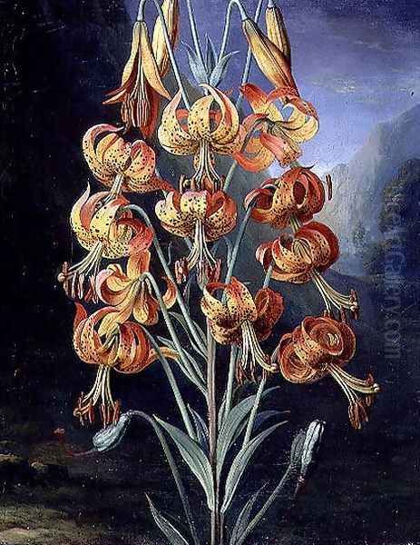 Lilium Superbum, painted for R. J. Thorntons Temple of Flora, c.1798 - view 1