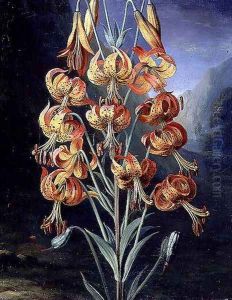 Lilium Superbum, painted for R. J. Thorntons Temple of Flora, c.1798 by Philip Reinagle