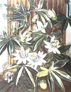 The Blue Passion Flower, engraved by Caldwell, from The Temple of Flora by Robert Thornton, pub. 1800 by Philip Reinagle