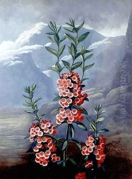The Narrow-leaved Kalmia or Mountain Laurel, engraved by Caldwell, from The Temple of Flora, pub. 1804 - view 1
